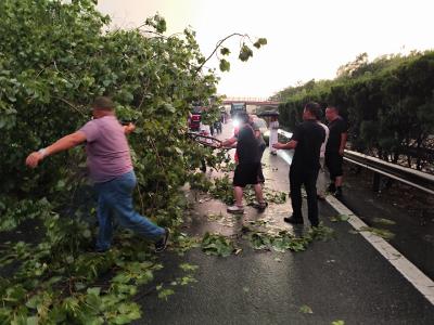 大幕乡井头村：暴雨夜巨树拦路 四十党员冒雨清障保畅通
