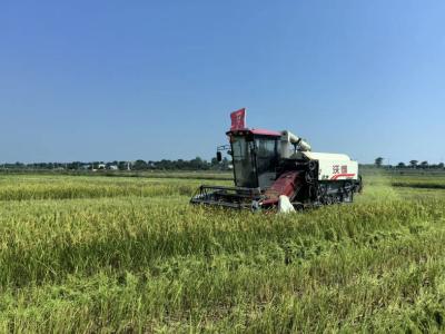 咸宁咸安：700亩试验田早稻颗粒归仓