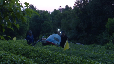 茶园夏剪正当时 为来年春茶积蓄能量
