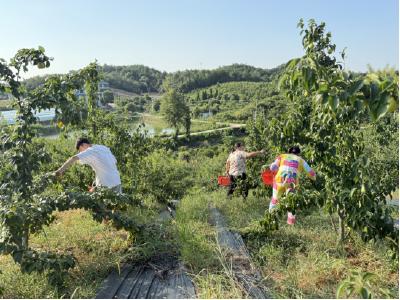 咸安区向阳湖镇：“甜蜜产业”结硕果 家门口建起“致富园”