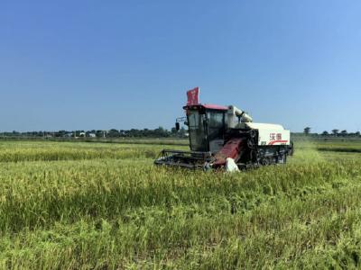 向阳湖奶牛场：700亩试验田早稻颗粒归仓