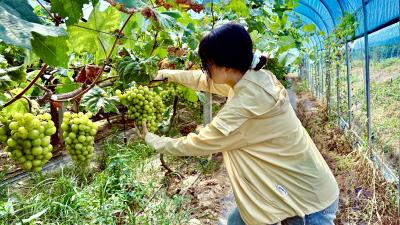 果香四溢！咸安贺胜桥镇桃林村阳光玫瑰甜蜜开园