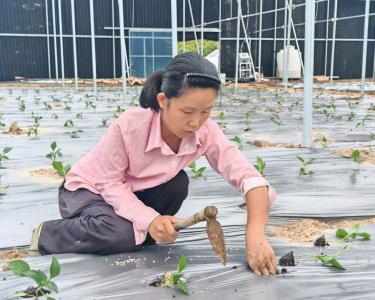 咸安高赛村：“巨人椒”种植忙