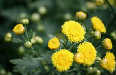 重阳节吟（二首）