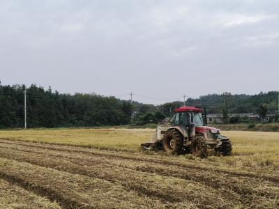 咸安横沟桥镇：稻收油种忙