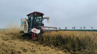咸安：33.5万亩中稻喜获丰收 科技赋能助力粮食增产