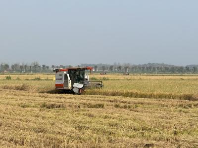 向阳湖奶牛场：8000亩稻田迎丰收
