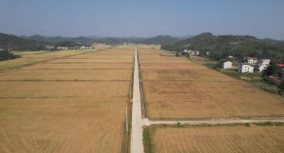 咸安：“小田并大田”建设助力农业发展