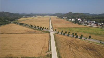 咸安区：“小田并大田”深植沃土 农业生产迸发新活力