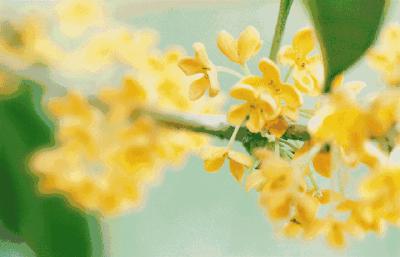 咸安以桂为“媒”撬动十四亿产业链