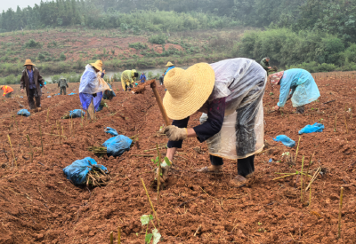 咸宁咸安：绿苗苗，黄金麻，种出致富好光景