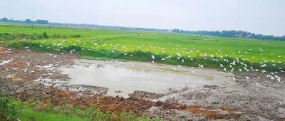 咸安官埠桥镇：稻虾鸭共生 绘就生态致富新画卷