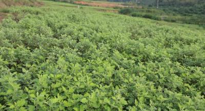 咸安彭碑村：470亩艾草喜获丰收