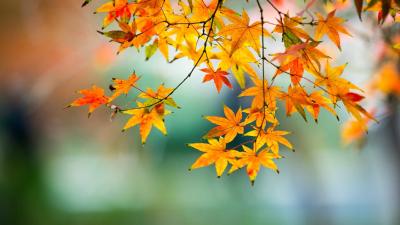 大美咸宁是故乡（节选）