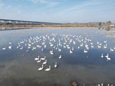 候鸟翔集！向阳湖国家湿地公园解锁冬日生态盛景
