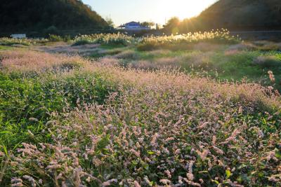 组图：初冬淦河，水蓼花绘就诗意画卷