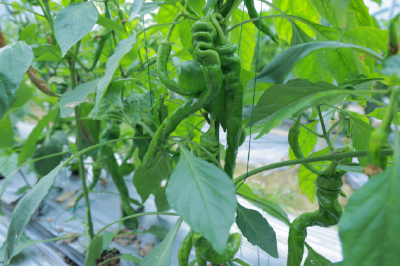 咸安：从“看天吃饭”到“棚里生金” 一位老菜农的智能种椒新路