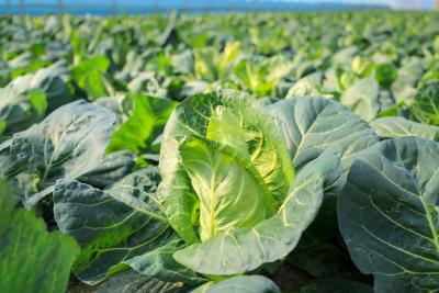 寒冬菜丰盈 咸安高桥蔬菜基地稳产保供