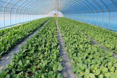 寒冬菜丰盈 咸安高桥蔬菜基地稳产保供