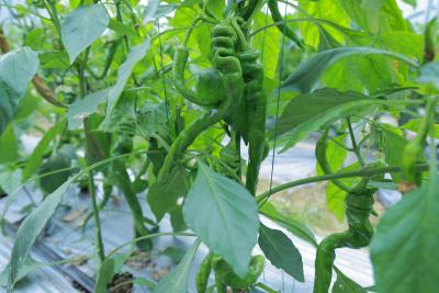 咸宁咸安：老菜农的智能种椒新路