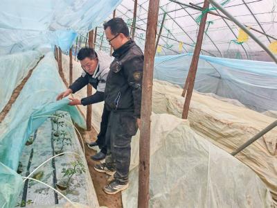 咸安：农技专家一线“支招”护航防寒抗冻