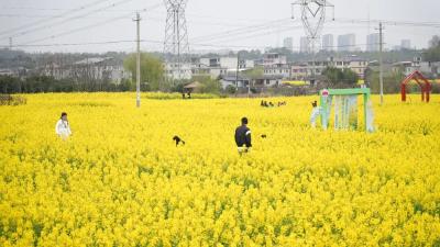 咸安：三千亩金色花海绘就春日盛景