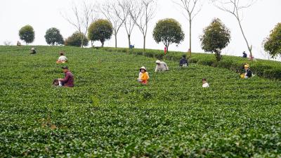 沉浸式体验家乡茶文化！咸宁实验外国语学校一年级的这堂“劳动课”很特别