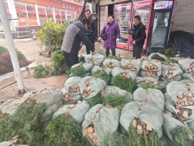 咸安汀泗桥镇：苗木市场春意浓　绿色产业助振兴