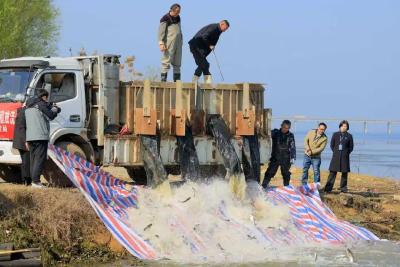 守护一湖碧水！咸安开展渔业人工增殖放流活动