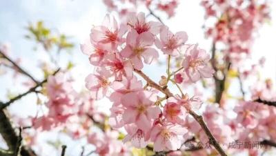 咸宁2026年赏花季启幕