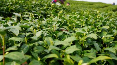 咸安：500亩茶园吐新绿！走进逸思园，闻一闻春天的味道