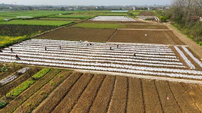 告别“种愁卖忧”，咸安健康菜园让村民种菜更“踏实”