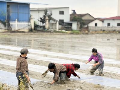 咸安：育秧“升级” 春耕“提速”