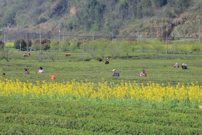 咸安：大幕西山下春茶开采 茶农抢采明前茶