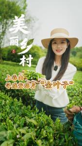 上春山，寻咸安那片“金叶子”