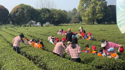 茶香润童心 咸安区多所幼儿园走进贺胜桥镇感受茶文化