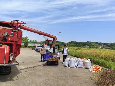 金浪翻滚迎丰收 油菜飘香致富路