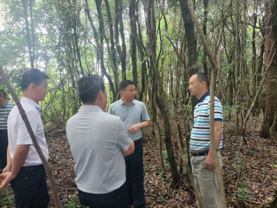 抓实林长履职，深耕信访为民——区领导赴双溪桥镇调研指导林长制与信访工作