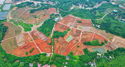 咸安雨坛垴村：南瓜地里刨出“金疙瘩” 特色产业铺就振兴路
