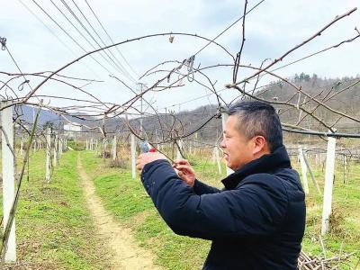 洛阳镇九口堰村 | 基地管护促增收