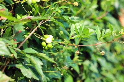 钰山村：中药材种植拓宽富民路