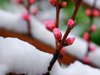 三峡富裕山：三月飘桃花雪 难得一见的美景