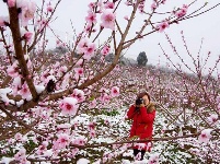 三峡富裕山：三月飘桃花雪 难得一见的美景