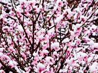 三峡富裕山：三月飘桃花雪 难得一见的美景
