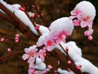 三峡富裕山：三月飘桃花雪 难得一见的美景