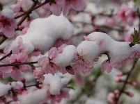 三峡富裕山：三月飘桃花雪 难得一见的美景