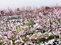 三峡富裕山：三月飘桃花雪 难得一见的美景
