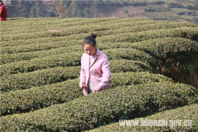 恩施市春茶开园啦