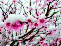 三峡富裕山：三月飘桃花雪 难得一见的美景