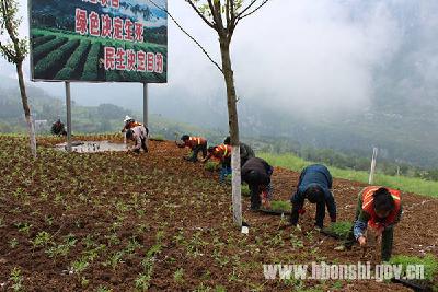 屯堡：大峡谷生态走廊又变美了